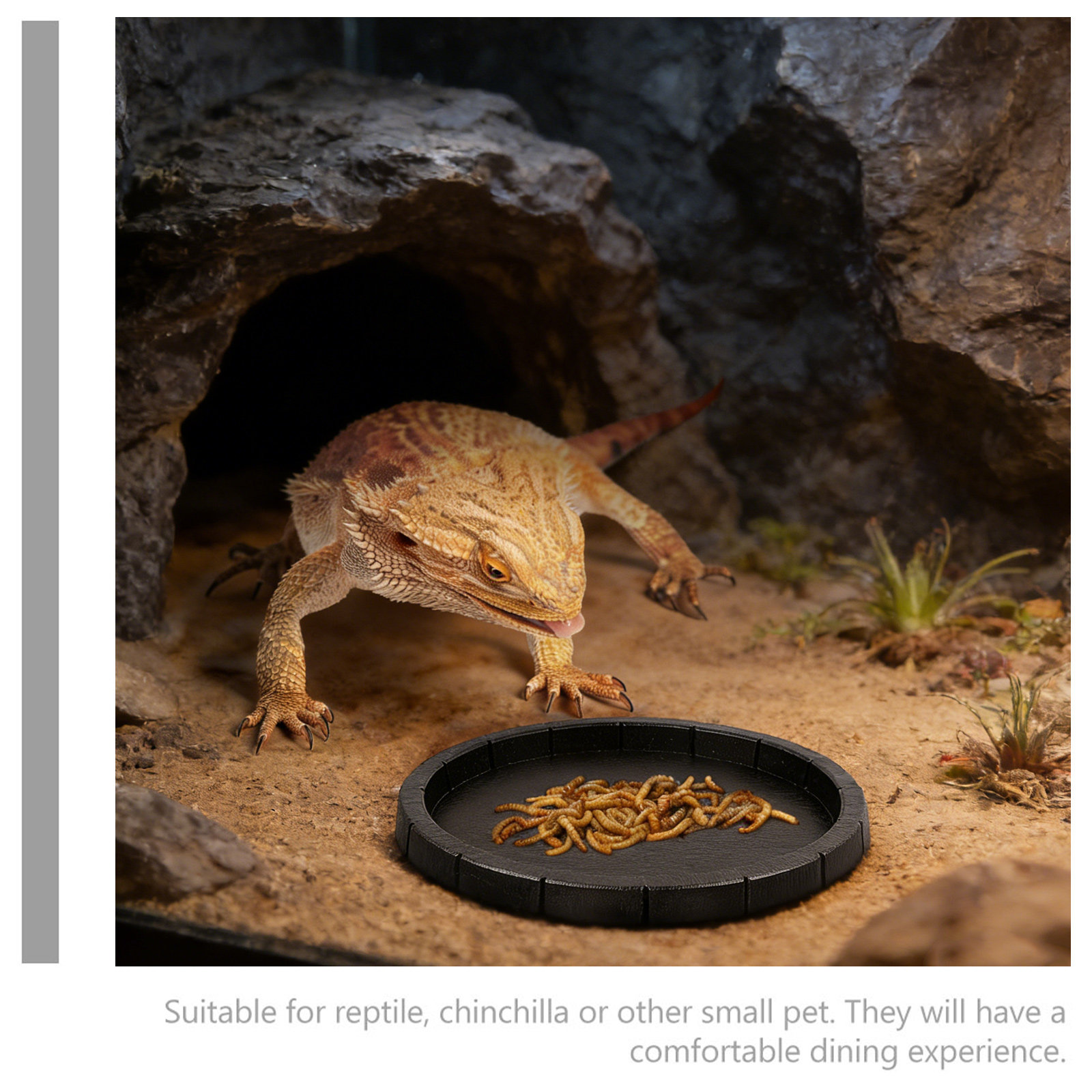 Reptile Feeding Dish Smooth Su - Water Dish Reptile บทวิจารณ์และราคา
