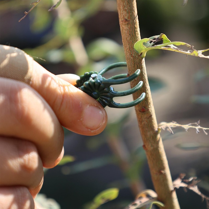 Wholesale Mini Plant Support C - Vine Climbing Plastic บทวิจารณ์และราคา