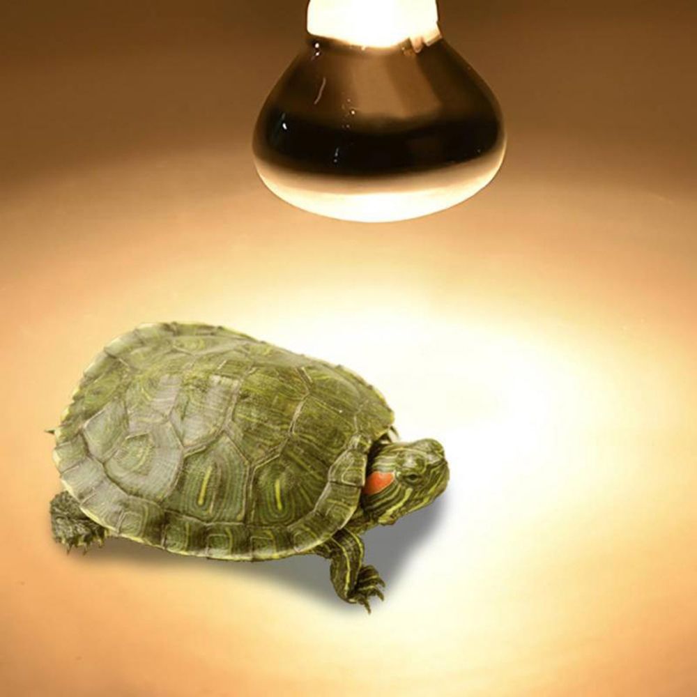 Turtle Temperature Controller  - Basking Bulb Halogen บทวิจารณ์และราคา