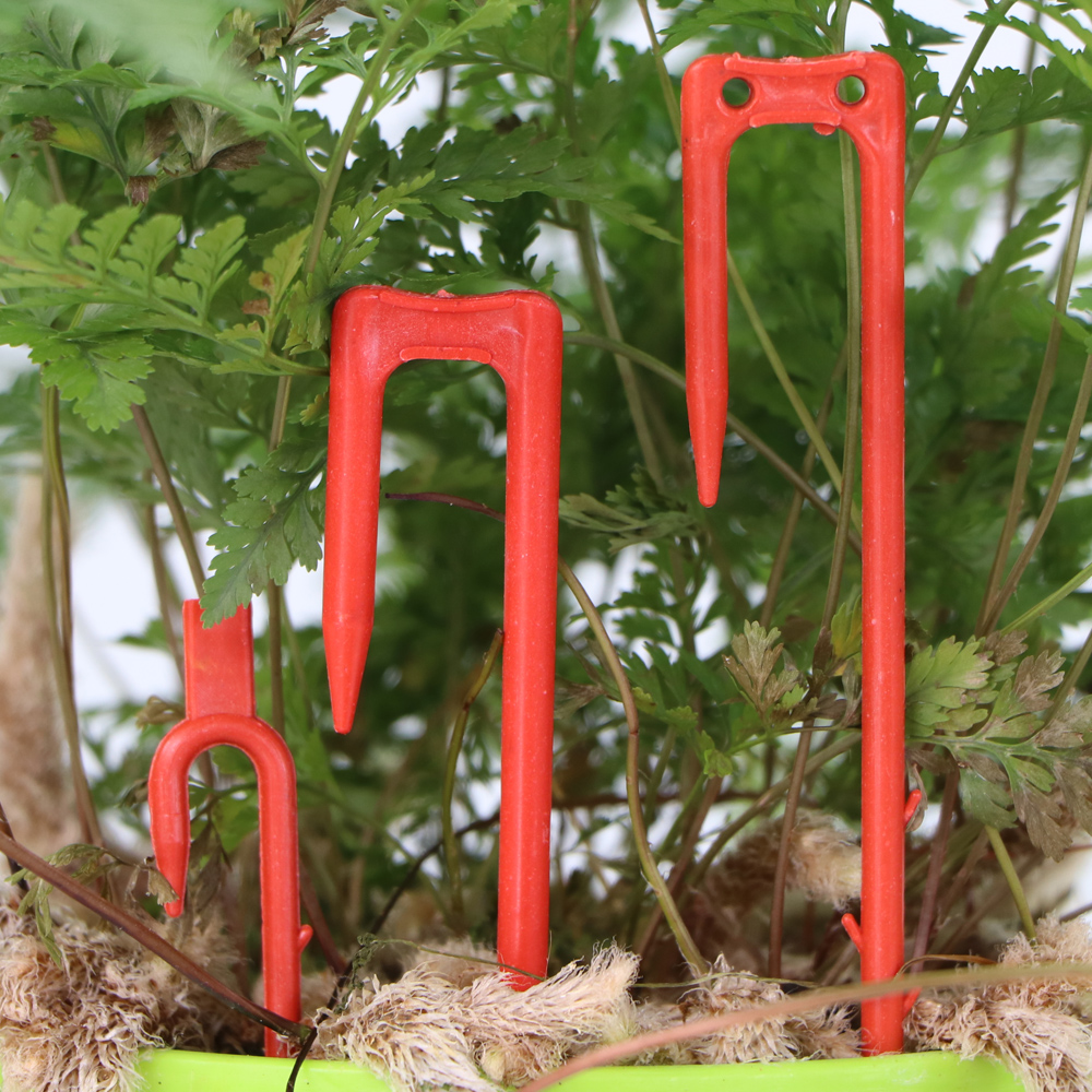 20-50PCS Strawberry Planting F - Vine Climbing Plastic บทวิจารณ์และราคา