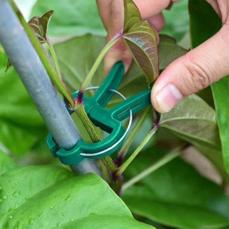 50 Reusable Plant Fixed Clips, - Vine Climbing Plastic บทวิจารณ์และราคา